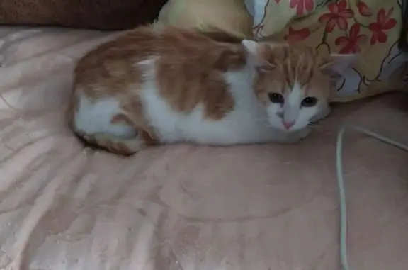 Пропала кошка, Московская ул., Кохма