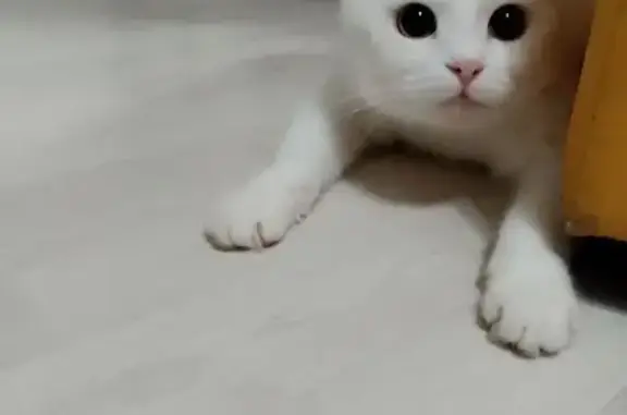 Пропала кошка, Металлургов 2, Тула