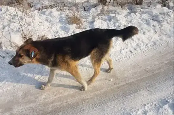 Пропала собака в Усть-Абакане, Хакасия