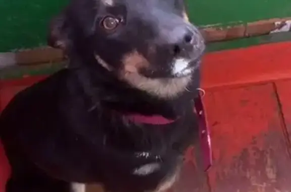 Собаки потеряшки, Омск, фото: Потеряшка собака, Омск, 3-я Карьерная, 5