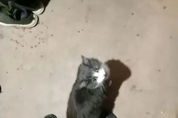 Кошка ищет дом, Красноярск