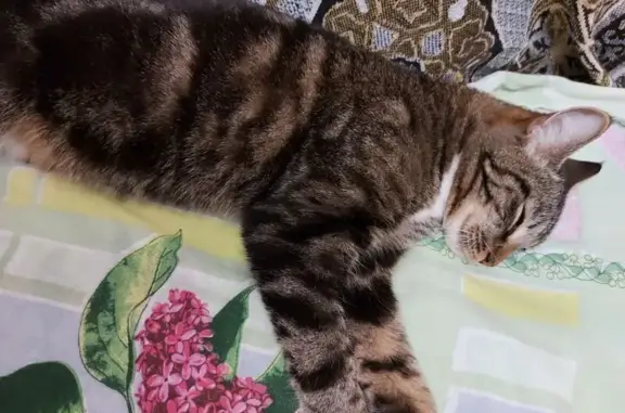 Найдена кошка, Череповец, фото: Кошка найдена: Архангельская ул., Череповец