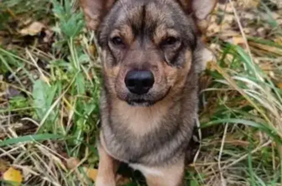 Найдена собака, Пошехонье, фото: Собака найдена: пл. Свободы, Пошехонье