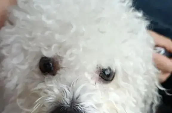 Найдена собака, Краснодарский край, фото: Собака найдена у храма, Аллея елей, КК