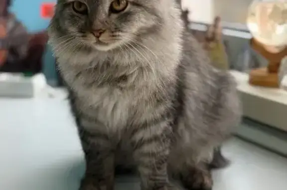 Найдена кошка: Ладожская ул., 146, Пенза