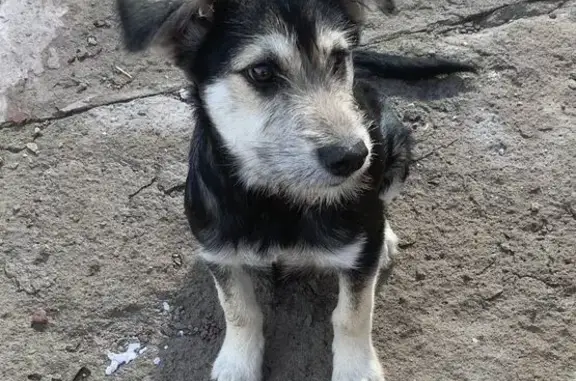 Собаки потеряшки, Омск, фото: Потеряшка собака, Омск, 3-я Карьерная, 5