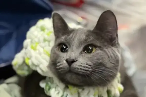 Пропала кошка, ул. Гоголя, 30, Кулебаки