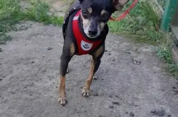 Собаки потеряшки, Могилёв, фото: Потеряшка собака, Берёзовская 14, Могилёв