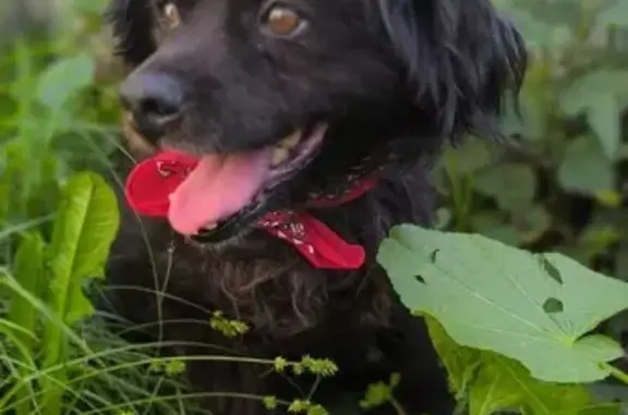 Собаки потеряшки, Набережные Челны, фото: Потеряшка собака на Второй Береговой, Челны