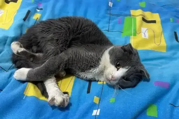 Найдена кошка, Екатеринбург, фото: Кошка найдена: Даниловская ул., 43, Екб