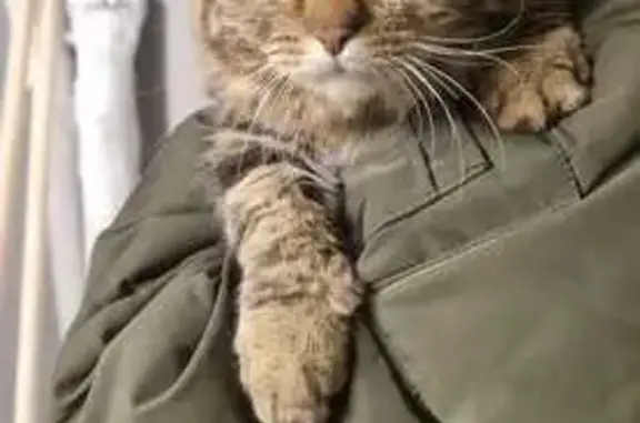 Кот найден, Иркутский тракт 183/2, Томск