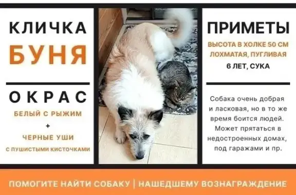 Пропала собака, Томск, Томская область