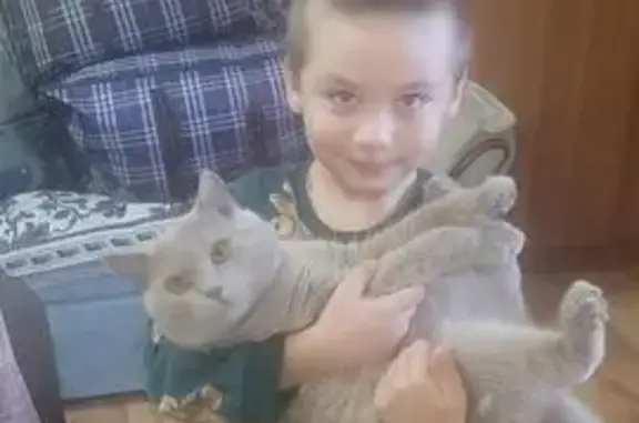 Кошки потеряшки, , фото: Потеряшка кошка, Таманская ул., 19