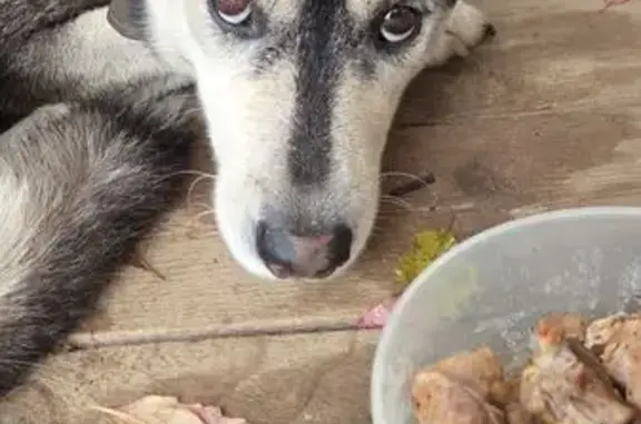 Найдена собака, , фото: Найдена хаски, 57А, Нижнее Велино