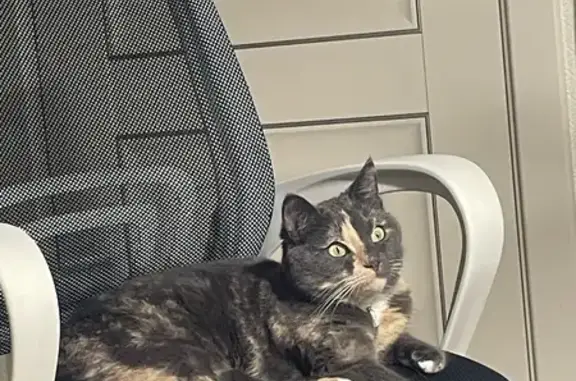 Пропала кошка, Бежицкая ул., Брянск