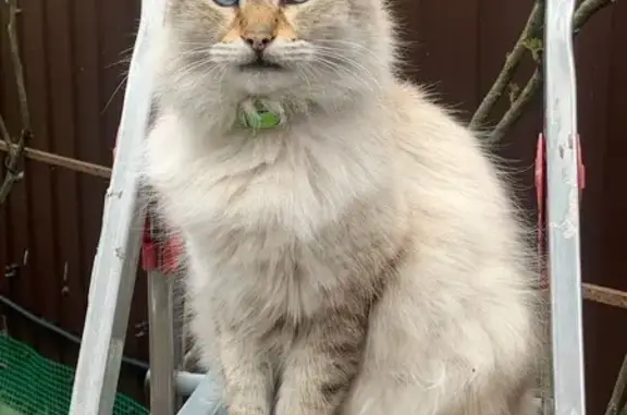 Пропала кошка, Онежская ул., 15А, Ростов-на-Дону