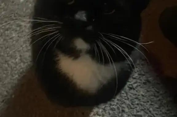 Найдена кошка, Тюмень, фото: Кошка найдена на Муравленко, 1 к1, Тюмень