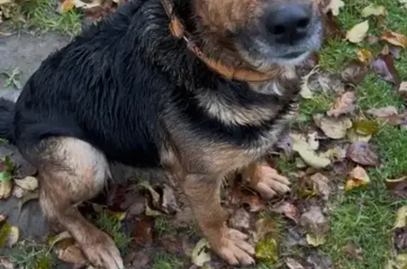 Собака найдена на Белинского, 40, Казань