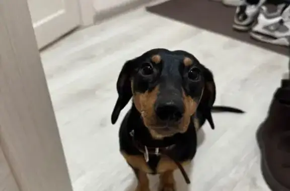 Собака найдена у ЖК Браво, Белинского 7