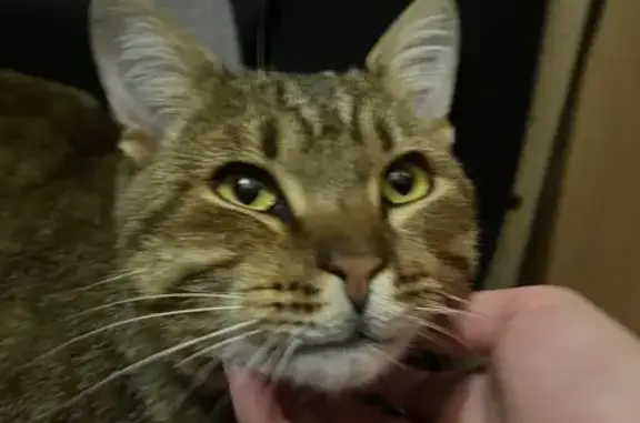 Кошка найдена: ул. Есенина 28, Белгород