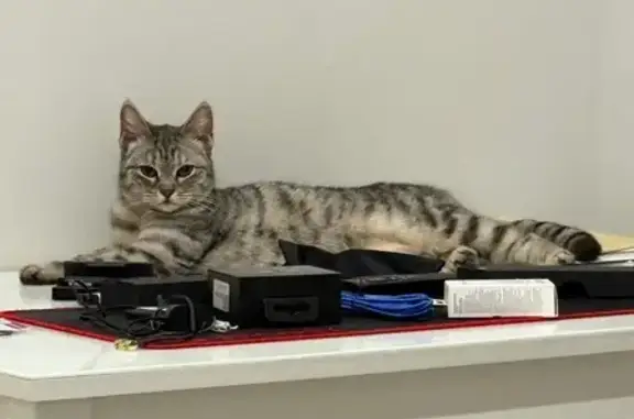 Кошка найдена, ул. Якова Эшпая, Йошкар-Ола