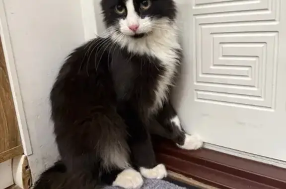 Найдена кошка, Реутов, фото: Найдена кошка, ул. Победы 15, Реутов