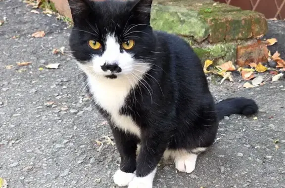 Кошка найдена на ул. Даниловского, 30