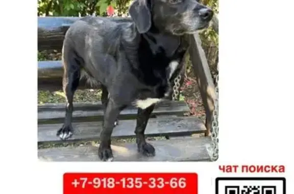 Пропала собака, Центральная 9, Черников