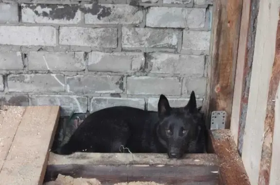 Пропала лайка, Куярское с/п