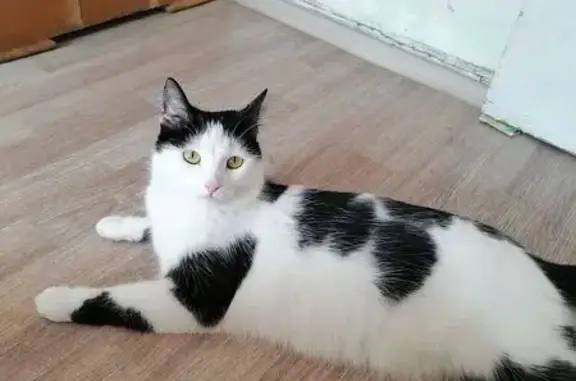 Пропала кошка, Ленинградская 145, НСК