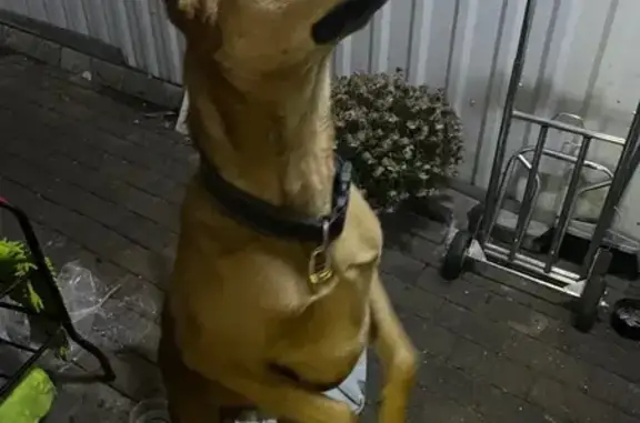 Найдена собака Батон, Красносельская ул.