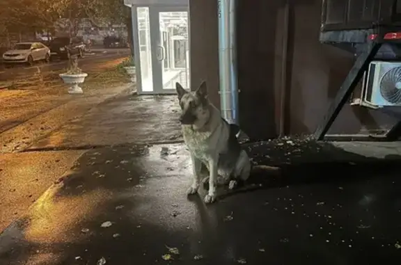 Овчарка найдена: Профсоюзная 16/10, Москва