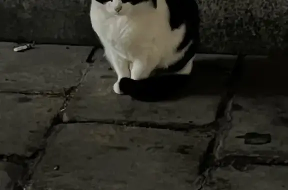 Найдена кошка, Москва, фото: Кошка найдена на Кировоградской, Москва