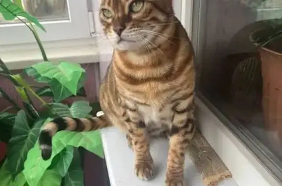 Пропала бенгальская кошка, ул. Курченко, 4