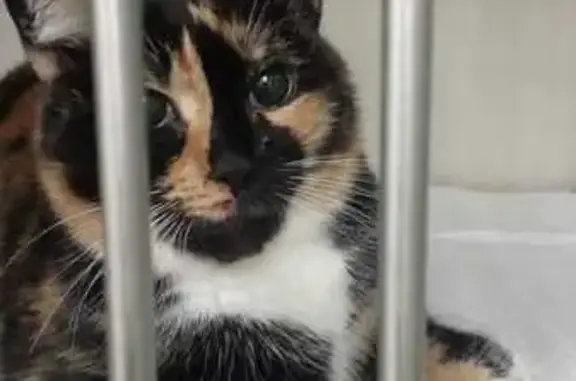 Найдена кошка, Ростов-на-Дону, фото: Кошка найдена: Таганрогская 112, Ростов-на-Дону