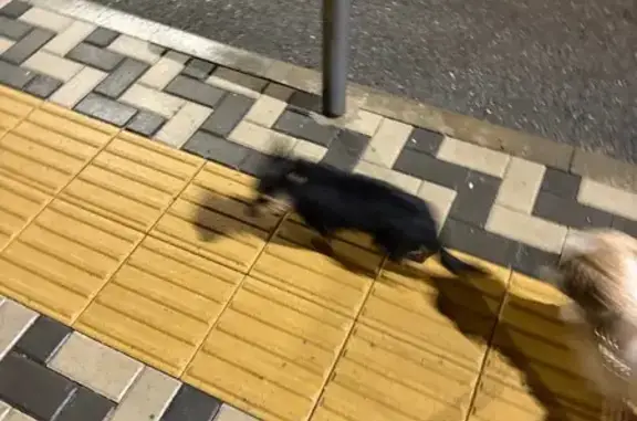 Найдена собака на Дзержинского, 110А