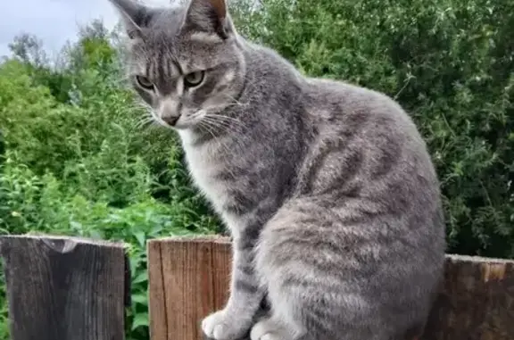 Пропал кот, пр. Конституции, 65, Курган