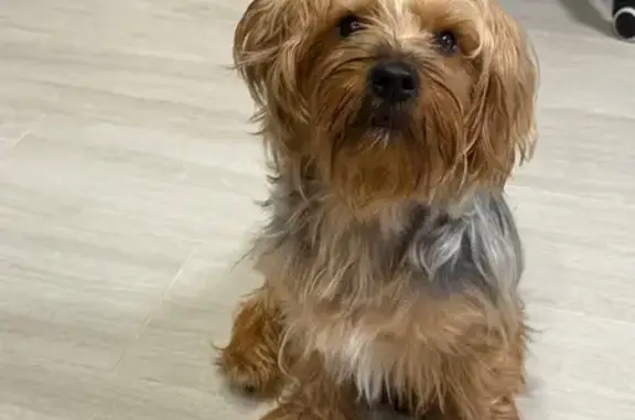 Найдена собака, Горького, Сочи