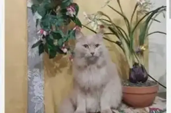 Найдена кошка, Омск, фото: Кошка найдена: 13-я Линия, 37 к6, Омск