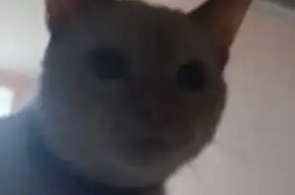 Котенок найден, Высотная 25, Подольск