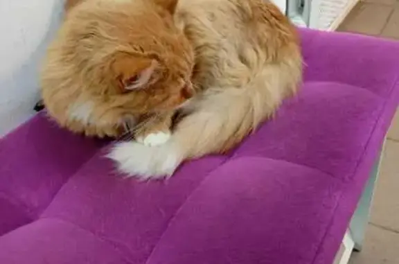 Кошка найдена, Петербургское шоссе, Тверь