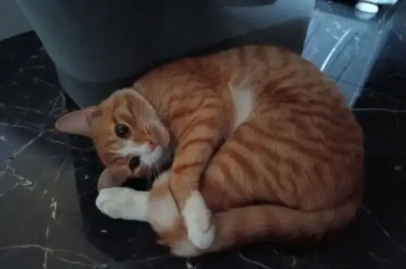 Потерянные животные Нижний Новгород, фото: Пропала рыжая кошка, 349 Подновье