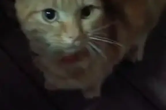 Найдена кошка, , фото: Найдена кошка у Дикси, Центральная 14Б