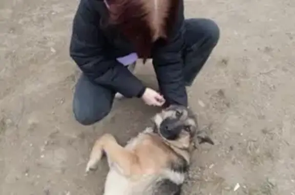 Собаки потеряшки, Екатеринбург, фото: Потеряшка собака, ул. Испытателей, 16, Екб