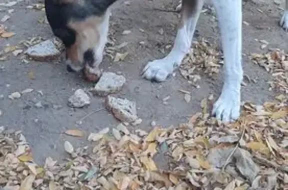 Собака найдена: ул. Симонова, 36Б, Волгоград