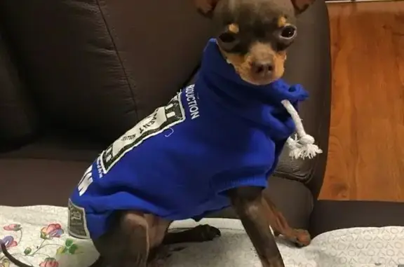 Пропала собака, Ставрополь, Кавказкий Тракт 103А