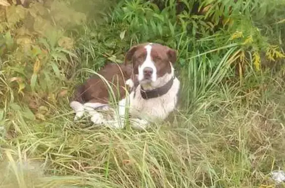 Найдена собака, Калуга, фото: Собака найдена: Грабцевский пр., 6, Калуга