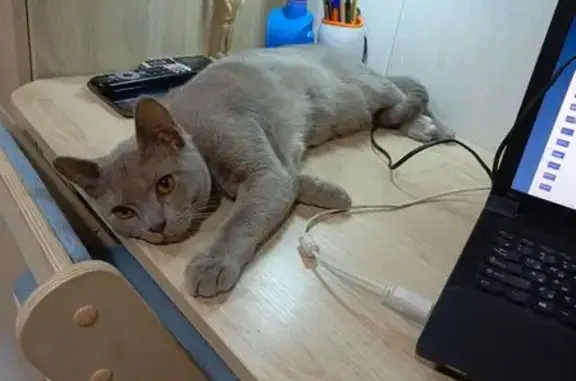 Пропала кошка, ул. Первых Советов, Алапаевск