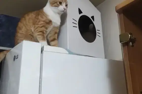 Кошки потеряшки, Третий Решающий, фото: Потеряшка кошка, Центральная ул., 48