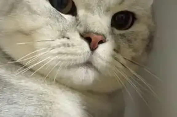 Кошки потеряшки, Кострома, фото: Потеряшка кошка Бакс, Речной проспект, Кострома